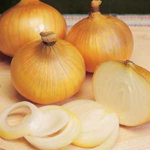 Onion Centurion: Variety Opis