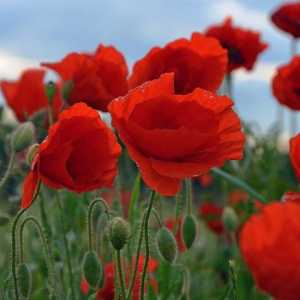Poppy (obitelj): opće karakteristike, formula i značajke cvijeta
