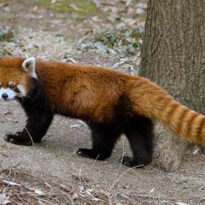 Mala panda crvena. Crvena panda u Moskovskom zoološkom vrtu