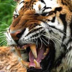 Malajski tigar: opis, fotografija