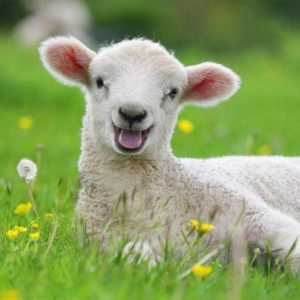 Male životinje: kako je ime ovaca i ovna?