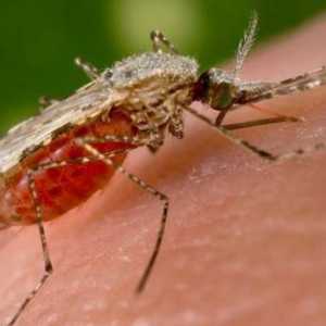 Malarija je ... Nositelji malarije. Simptomi, dijagnoza, liječenje i prevencija malarije
