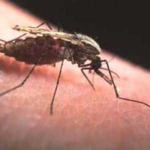 Malarija. Simptomi zarazne bolesti