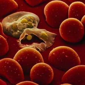 Malarialni plazmodij: životni ciklus, razvojne i organizacijske značajke