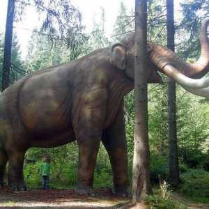 Mamut je ... Povijest mamuta. Kako ste lovili za mamut?
