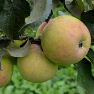 Ožujak jabuka: opis, prinos, recenzije