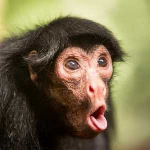 Majmun: prijenosno značenje i doslovno značenje