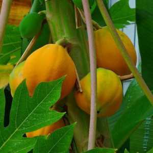 Papaya ulje na čuvanje ženske ljepote