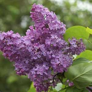 Lilac ulje - prekrasan medicinski proizvod