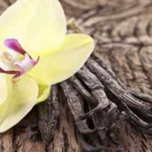 Vanilin ulje za očuvanje ljepote i mladosti