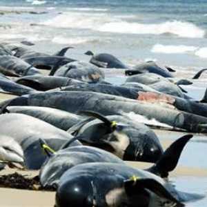 Массовое выбрасывание китов на сушу. Почему выбросились киты на берег?