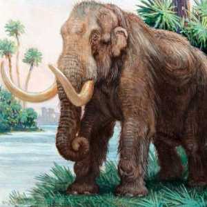 Mastodon je predak slona?