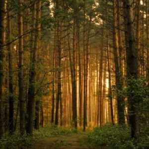 Materijalno i duhovno značenje šume za drevni ruski narod