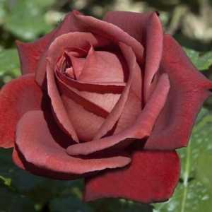 Vrtlarov san - terakota ruža