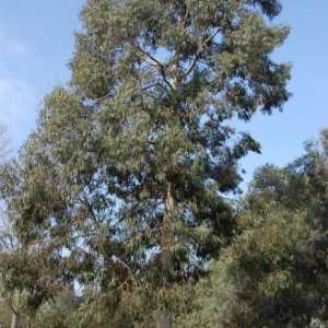 Med eukaliptus. Glavne osobine i svojstva