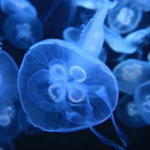 Medusa aurelia: opis, značajke sadržaja, reprodukcija. Aurelia - uši meduza