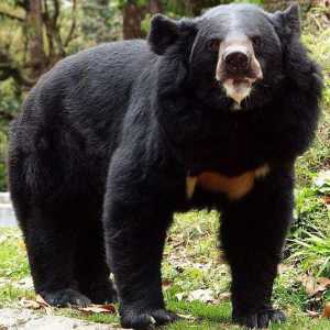 Bear-gubachev - životinja s neobičnim izgledom i neobičnim navikama