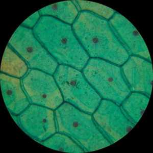 Mala tijela koja su u citoplazmi stanice. Ime, vrste i svrha