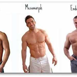 Mesomorfni tip tijela. Endomorfni, mesomorfni, ektomorfni tipovi tjelesnih svojstava i njihove…