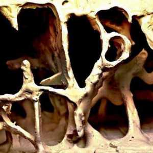 Mikroskopska struktura kostiju. Značajke strukture kostiju