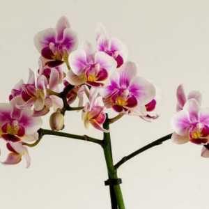 Mini orhideje: kućna njega. Pygmy orhideja