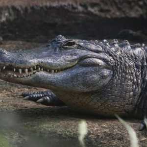 Mississippijski aligator: stanište, hrana, fotografija