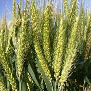 Mekana pšenica: opis, uzgoj, primjena