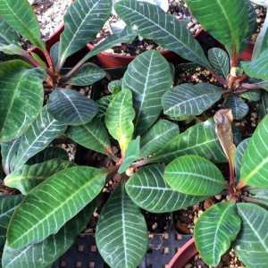 Euphorbia: fotografija, skrb i reprodukcija u kući