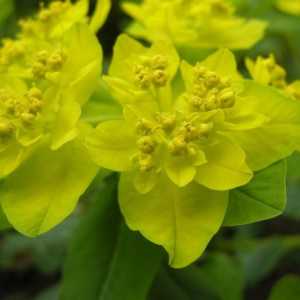 Euphorbia multicolor - sjajan sastav vrtnog akcenta