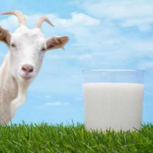 Koza mlijeko: kalorijski sadržaj po 100 grama, korisna svojstva