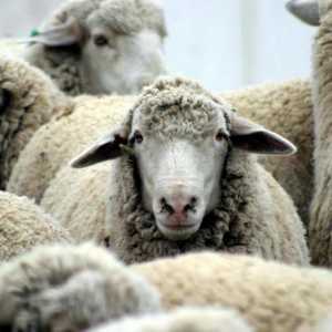 Mliječne ovce: korisna svojstva i sadržaj kalorija. Proizvodi od ovčjeg mlijeka