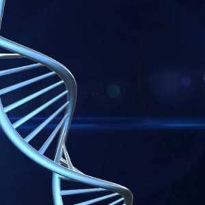 Monomer DNA. Koji monomeri tvore molekulu DNA?