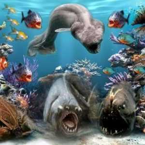Morske životinje: imena i vrste