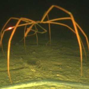Sea Spider - tajanstveni stanovnik dubina