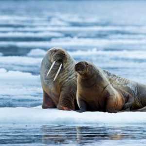Walrus Atlantic: opis, fotografija