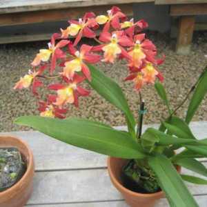 Je li moguće držati orhideje kod kuće: znakove i praznovjerje