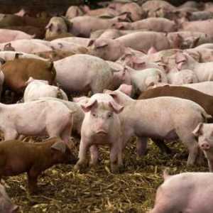 Može li se gnojivo svinje koristiti kao gnojivo?