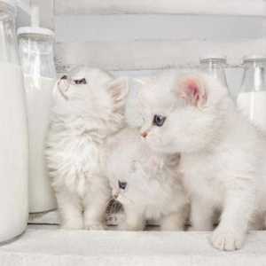 Može li mačić dati kravlje mlijeko? Što hraniti krupne bebe u nedostatku prirodnog hranjenja?