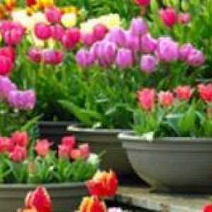 Možete li saditi tulipane u proljeće? Sadnja tulipana u proljeće u tlu