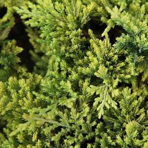 Juniperus Golden Carpet: svojstva i upotrebe