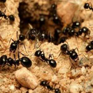 `Muravinka` za pčele: upute za uporabu, recenzije