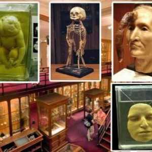 Музей медицинской истории Мюттера, Пенсильвания: история, экспонаты, фото