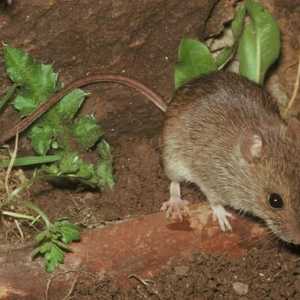 Šumski miš je životinje?