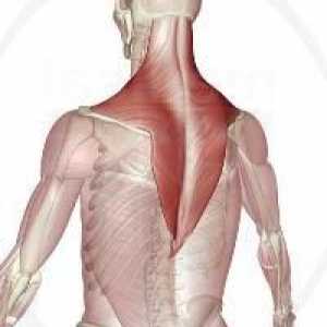 Trapezoid mišića: struktura i funkcija