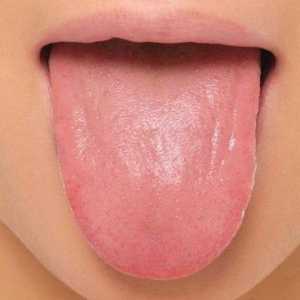 Mišići jezika. Jezik: Anatomija, fotografija