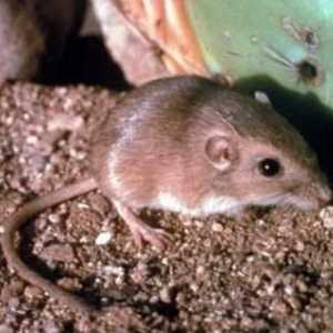 Miševi koji kopaju zemlju: vrste i način života
