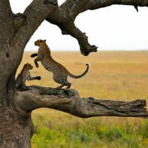 Nacionalni parkovi: Serengeti. Flora i fauna Afrike