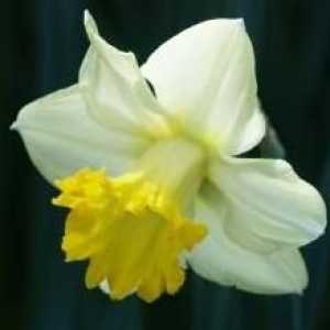 Narciso: sadnja u jesen. Savjeti stručnjaka