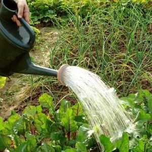 Alkohol alkohola: primjena u vrtu kao gnojivo i za kontrolu štetočina