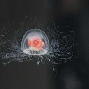 Znanstveno istraživanje: žive li meduci zauvijek?